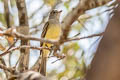 Northern Scrub Flycatcher Sublegatus arenarum atrirostris