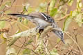 Northern White-fringed Antwren Formicivora intermedia intermedia