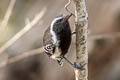 Northern White-fringed Antwren Formicivora intermedia intermedia