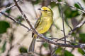 Ochre-lored Flatbill aurulentus aurulentus (Yellow-breasted Flycatcher)