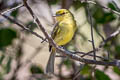 Ochre-lored Flatbill aurulentus aurulentus (Yellow-breasted Flycatcher)