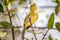 Ochre-lored Flatbill aurulentus aurulentus (Yellow-breasted Flycatcher)