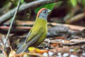 Olive Finch Arremon castaneiceps