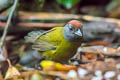 Olive Finch Arremon castaneiceps