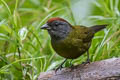 Olive Finch Arremon castaneiceps