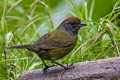 Olive Finch Arremon castaneiceps