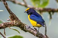 Orange-bellied Euphonia Euphonia xanthogaster chocoensis