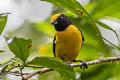 Orange-bellied Euphonia Euphonia xanthogaster chocoensis