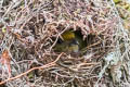 Orange-bellied Euphonia Euphonia xanthogaster chocoensis