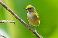 Orange-bellied Euphonia Euphonia xanthogaster chocoensis