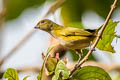 Orange-bellied Euphonia Euphonia xanthogaster chocoensis