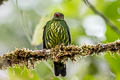 Orange-breasted Fruiteater Pipreola jucunda