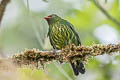 Orange-breasted Fruiteater Pipreola jucunda