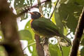 Orange-breasted Fruiteater Pipreola jucunda