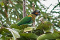 Orange-cheeked Parrot Pyrilia barrabandi barrabandi