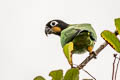 Orange-cheeked Parrot Pyrilia barrabandi barrabandi