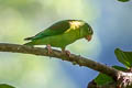 Orange-chinned Parakeet Brotogeris jugularis jugularis