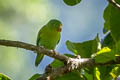 Orange-chinned Parakeet Brotogeris jugularis jugularis