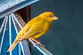 Orange-fronted Yellow Finch Sicalis columbiana columbiana