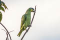 Orange-winged Amazon Amazona amazonica