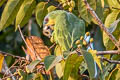 Orange-winged Amazon Amazona amazonica