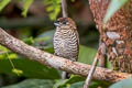 Orinoco Piculet Picumnus pumilus