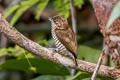 Orinoco Piculet Picumnus pumilus