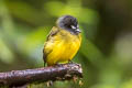 Ornate Flycatcher Myiotriccus ornatus stellatus