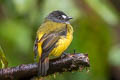 Ornate Flycatcher Myiotriccus ornatus stellatus