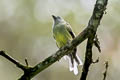 Pacific Flatbill Rhynchocyclus pacificus