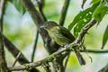 Pacific Flatbill Rhynchocyclus pacificus