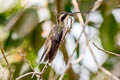 Pale-bellied Hermit Phaethornis anthophilus anthophilus