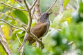 Pale-breasted Thrush Turdus leucomelas albiventer