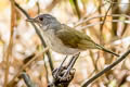 Pale-breasted Thrush Turdus leucomelas albiventer