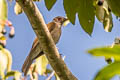 Pale-breasted Thrush Turdus leucomelas albiventer