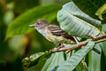 Pale-edged Flycatcher Myiarchus cephalotes cephalotes