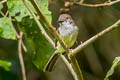 Pale-edged Flycatcher Myiarchus cephalotes cephalotes