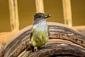 Pale-edged Flycatcher Myiarchus cephalotes cephalotes