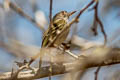 Pale-eyed Pygmy Tyrant Atalotriccus pilaris pilaris