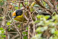 Pale-naped Brushfinch Atlapetes pallidinucha pallidinucha