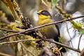 Pale-naped Brushfinch Atlapetes pallidinucha pallidinucha