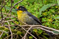 Pale-naped Brushfinch Atlapetes pallidinucha pallidinucha