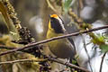 Pale-naped Brushfinch Atlapetes pallidinucha pallidinucha