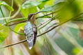 Pale-tailed Barbthroat Threnetes leucurus cervinicauda