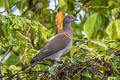 Pale-vented Pigeon Patagioenas cayennensis andersoni 