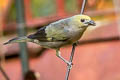 Palm Tanager Thraupis palmarum atripennis