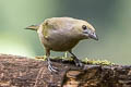 Palm Tanager Thraupis palmarum atripennis