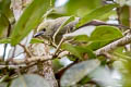 Palm Tanager Thraupis palmarum atripennis