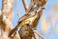 Panamanian Flycatcher Myiarchus panamensis panamensis