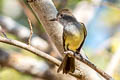 Panamanian Flycatcher Myiarchus panamensis panamensis